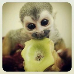 Lovely and adorableMarmoset and squirrel monkeys for rehoming If one o