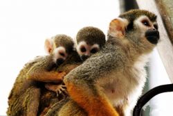 Lovely and jovial pure breed squirrel monkeys Marmoset and Capuchin mo