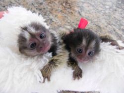 We breed Common and Pensillata and Geoffrey Marmoset monkeys.they are