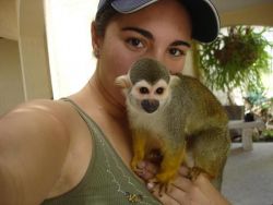 Squirrel Monkey for sale