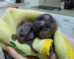 REAL MARMOSET MOMKEYS FOR RE-HOME NOW WITH FREE CAGE.