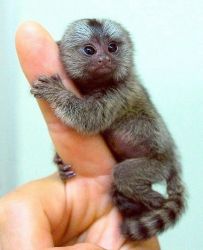 Baby Marmoset monkeys for sale #xxxxxxxxxx