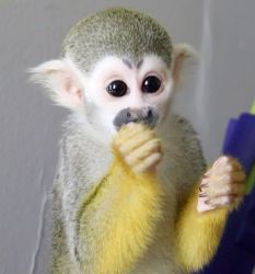 Adorable male and female Squirel Monkey for adoption