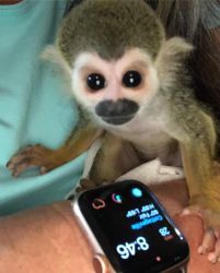 Baby Squirrel Monkeys for sale