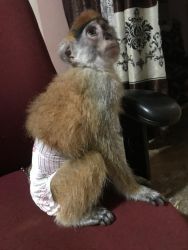Magnificent Monkey for Sale