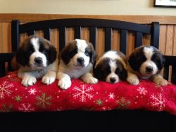 charming Saint Bernard Puppies