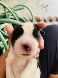 Cute puppy’s of Saint Bernard