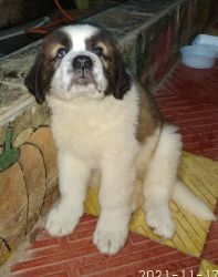 50 days dog puppy for sale