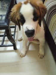 St bernad puppy for sale