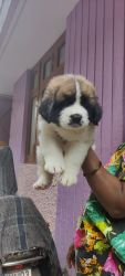 I want to sell My Puppy St Bernard