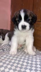 1.5 month St. Bernard male and female puppy ready for sale