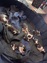 Saint Bernard pups looking for forever homes