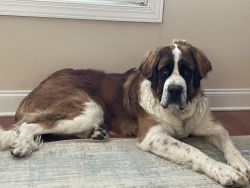 1 year old St. Bernard looking for a new home with love and space.