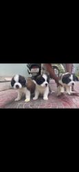 St Bernard puppies for sale male