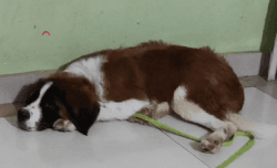 St.Bernard 6month old puppy for sale best quality heavy bone dog