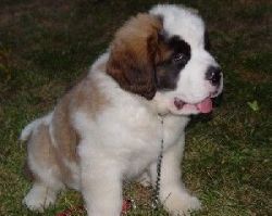 KCI Registered Saint Barnard puppies for sale through all over india