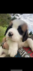 Saint Bernard puppies for sale