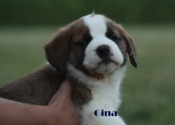 Saint Bernard Puppies 4 sale in Moravia, NY