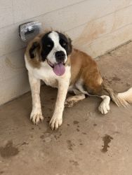Saint Bernard for sale!!!!! Moving need a forever home