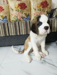 3 months old healthy and vaccinated saint Bernard puppy for sale