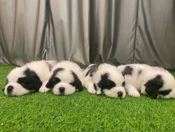 Saint Bernard Pups for Sale