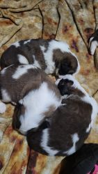 4 boys and 4 girls st. Bernard puppies