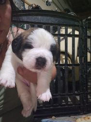 St. Bernard puppies for sale