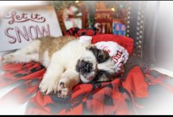 Purebred Saint Bernard puppies available Christmas week