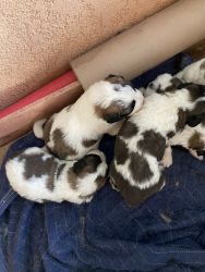 St Bernard puppies