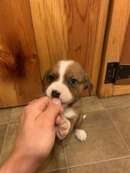 Cutest Puppies in Southern Missouri! (We are Located Near Ava, MO)