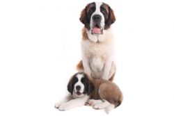 saint bernard puppies for sale in indore