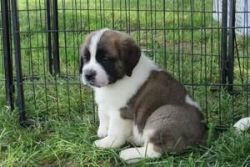 Beautiful Saint Bernard Puppies For Sale