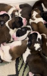 2 Saint Bernard Puppies Available!