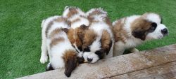 Saint bernard puppies