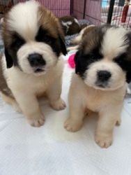 Ready to leave AKC Saint Bernard puppies raised in a family home