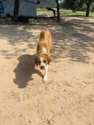 Selling st bernards 500 without shots or 600 with shots