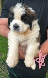 St. Bernard Puppies for Sale