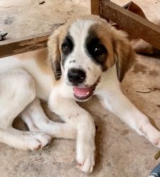 Rescued puppy needs home