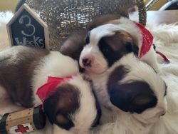 St bernard puppies