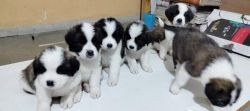 Saint Bernard Puppies