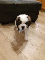 New puppy baby st Bernard