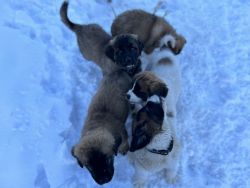 Saint Bernard, Great Pyrenees, NewFoundland puppies