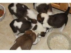 Beautiful Saint Bernard Puppies for sale