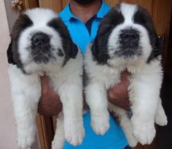 quality Saint Bernard puppies for sale
