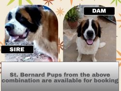 St.Bernard pups looking for loving homes