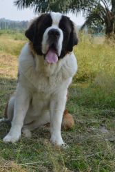 St. Bernard puppies available(Show Quality)