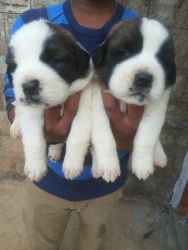 show quality St Bernard puppies kci registered