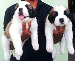 Excellent quality Saint Bernard puppies for sale