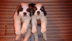 St.bernard puppies