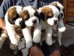 Hansom St Bernard Puppies